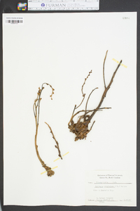 Epifagus virginiana image