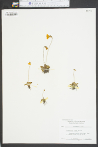 Pinguicula lutea image