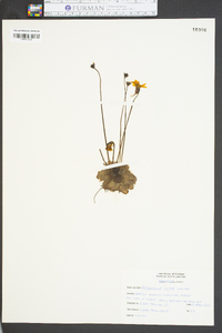 Pinguicula lutea image