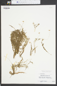 Utricularia gibba image