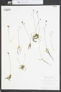 Utricularia gibba image