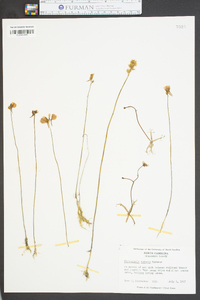 Utricularia cornuta image