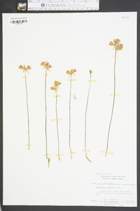 Utricularia cornuta image