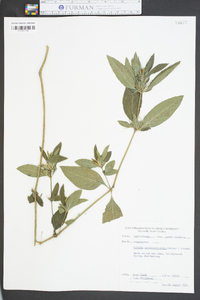 Ruellia caroliniensis image