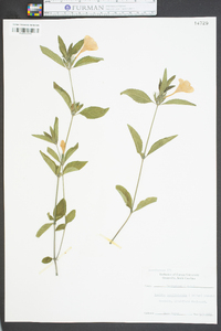 Ruellia caroliniensis image