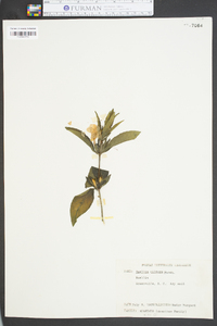 Ruellia caroliniensis subsp. ciliosa image