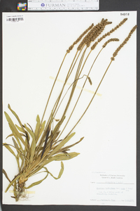 Plantago wrightiana image