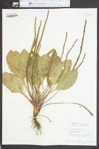 Plantago rugelii image