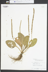 Plantago rugelii image