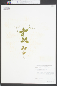 Galium circaezans image