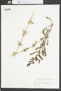 Galium verum image