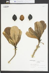 Genipa clusiifolia image