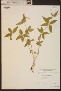 Galium latifolium image