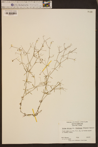 Galium obtusum var. filifolium image