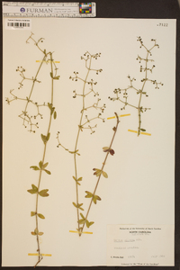 Galium pilosum image