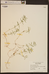 Galium uniflorum image