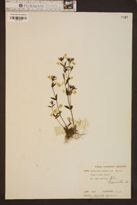 Houstonia longifolia image