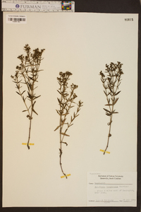 Houstonia longifolia image