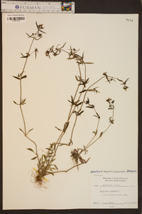 Houstonia longifolia image