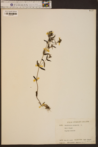 Houstonia purpurea image