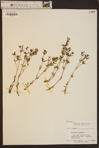 Houstonia purpurea image