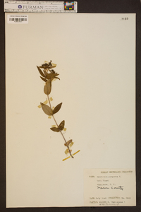 Houstonia purpurea image