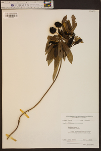 Morinda umbellata image