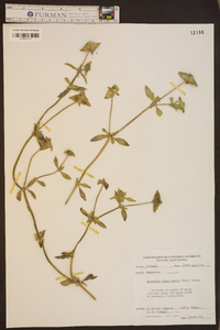 Richardia brasiliensis image