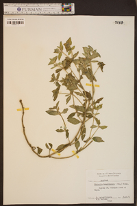 Richardia brasiliensis image
