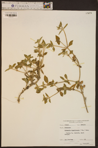 Richardia brasiliensis image