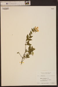 Abelia chinensis image