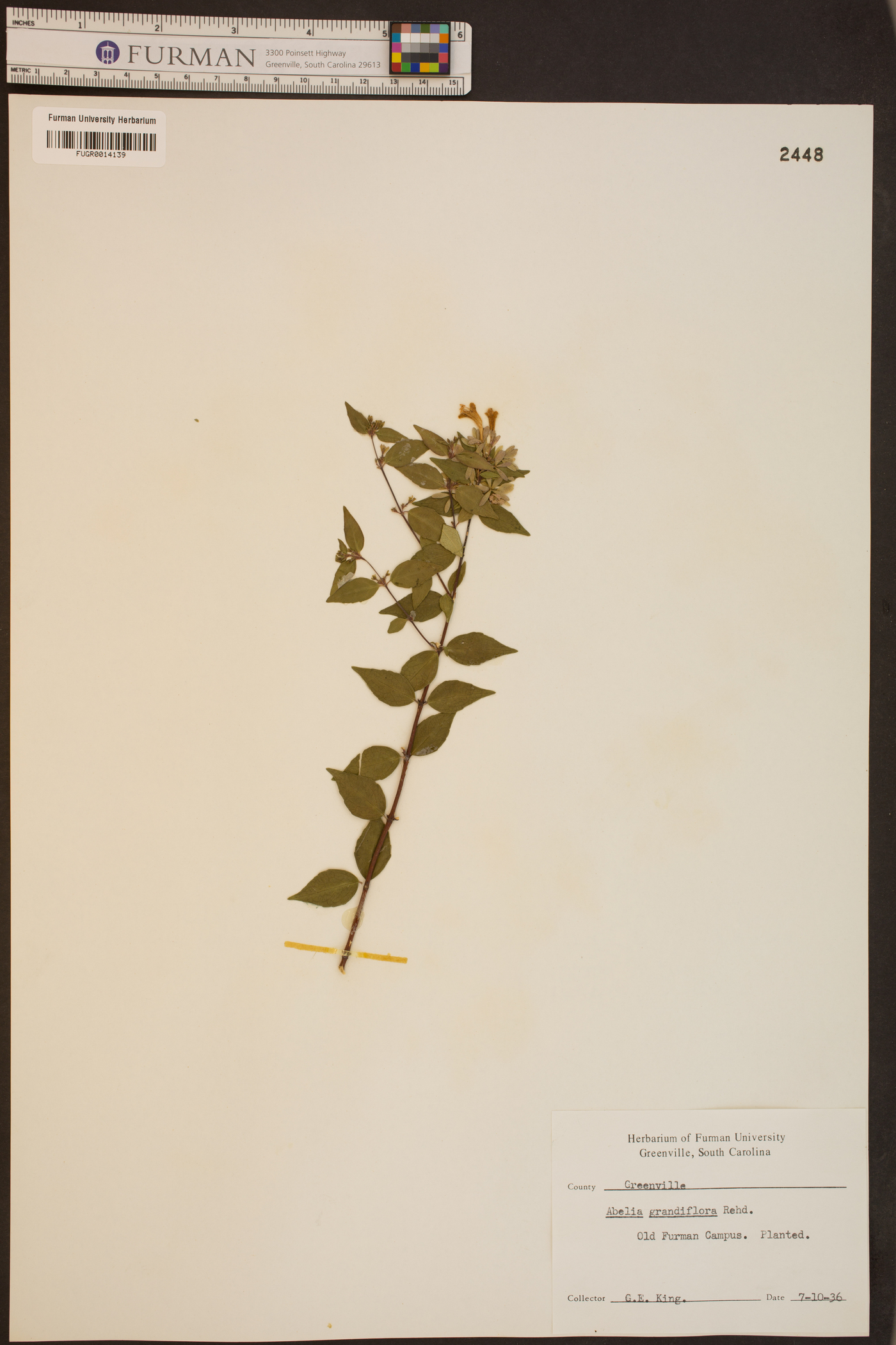 Abelia chinensis image