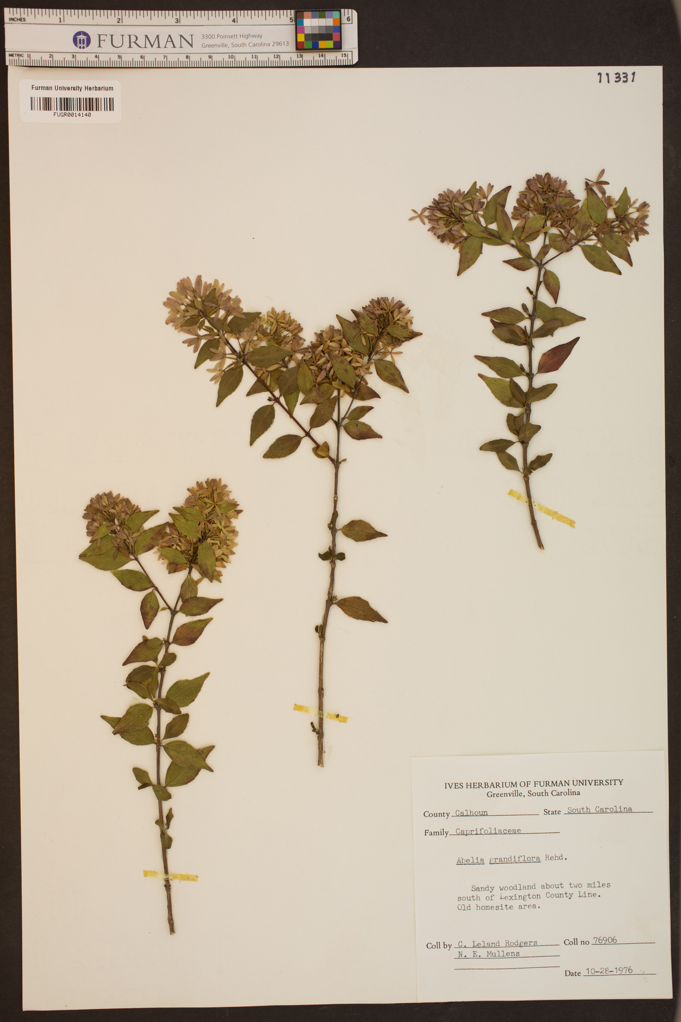 Abelia chinensis image