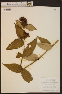 Diervilla sessilifolia image