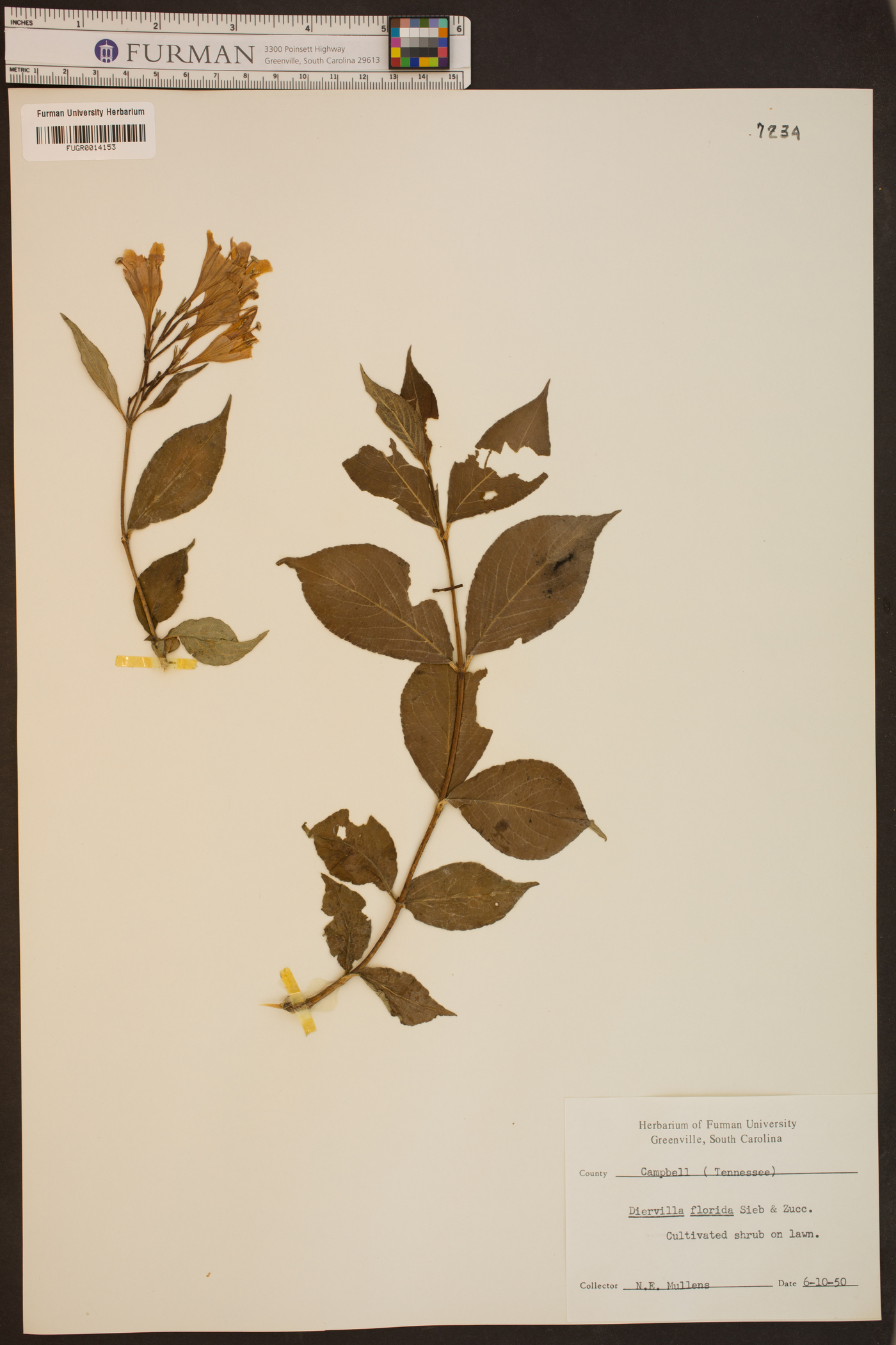 Diervilla florida image