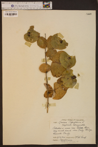 Lonicera caprifolium image