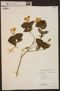 Lonicera flava image