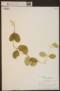 Lonicera flava image