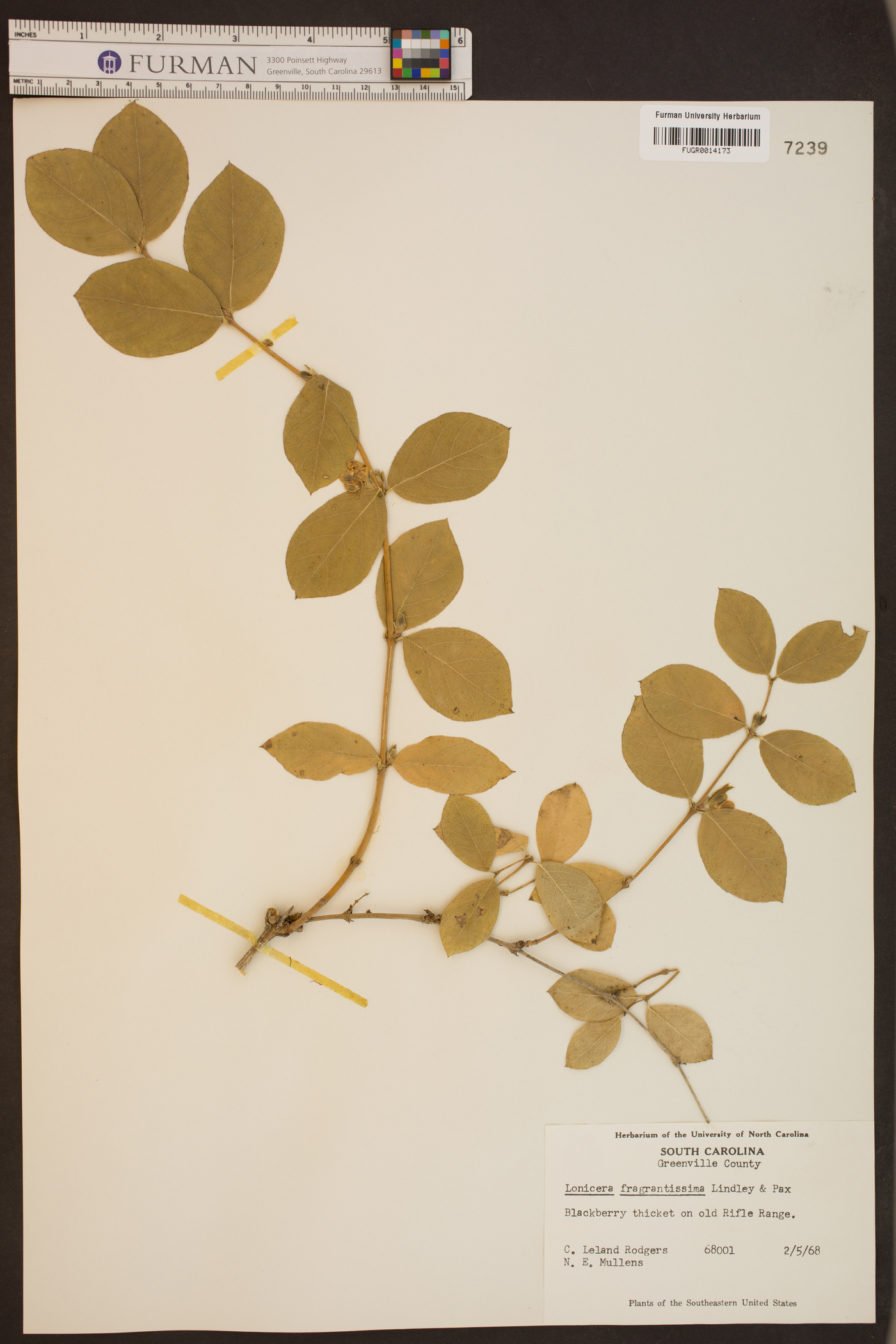 Lonicera flava image