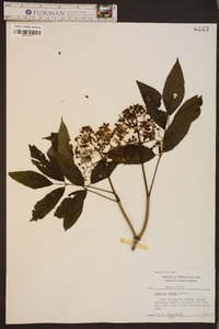 Sambucus racemosa subsp. racemosa image