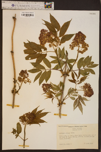 Sambucus racemosa subsp. racemosa image