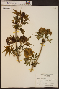 Sambucus racemosa subsp. racemosa image