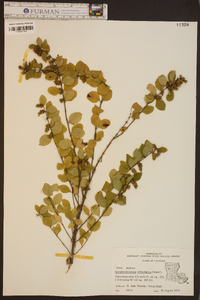 Symphoricarpos orbiculatus image