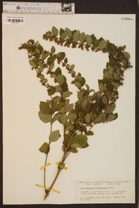 Symphoricarpos orbiculatus image