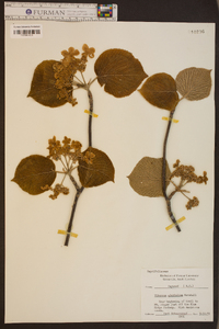 Viburnum lantanoides image