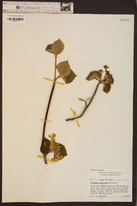 Viburnum lantanoides image