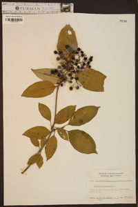 Viburnum cassinoides image