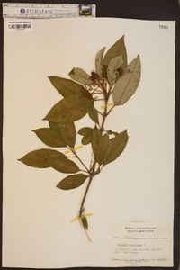 Viburnum cassinoides image