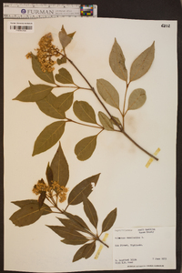 Viburnum cassinoides image