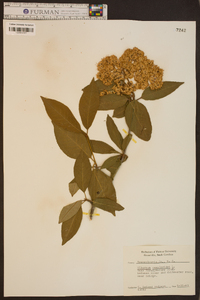 Viburnum cassinoides image